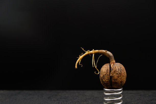 在金属弹簧上长出胡桃。黑色背景。图片下载