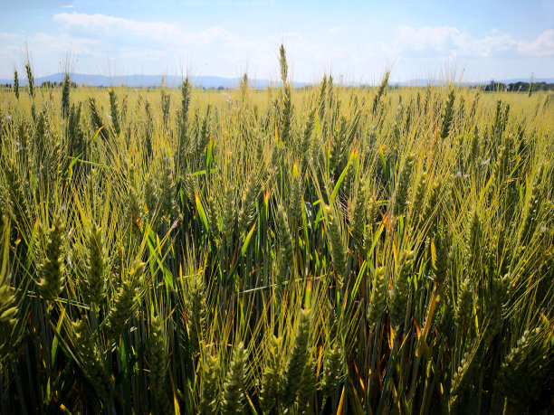 田野成熟的小麦(Triticum turgidum)植物与穗走向地平线在蓝天的背景。植物仍然是黄绿色的，但它们正在遭受干旱，顶部的叶子开始干燥。农民对当地农产品的概念图片下载