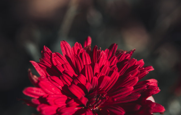 孤立的花朵特写。微距摄影。桌面壁纸。美丽的花的背景。红色的花。菊花图片下载