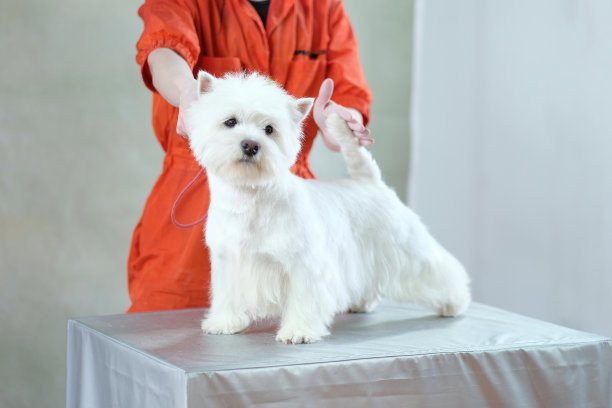 西部高地白梗狗站在桌子上梳理后图片下载