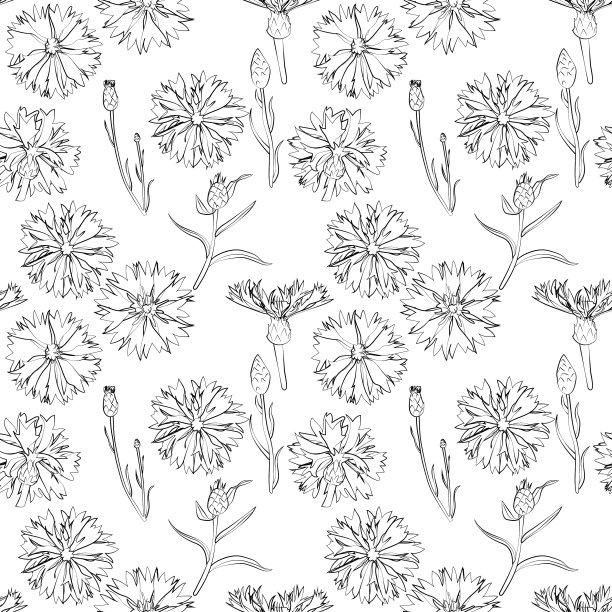 一套无缝的矢车菊图案图片下载