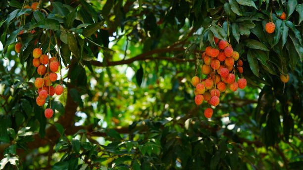 红彤彤的荔枝形象图片下载