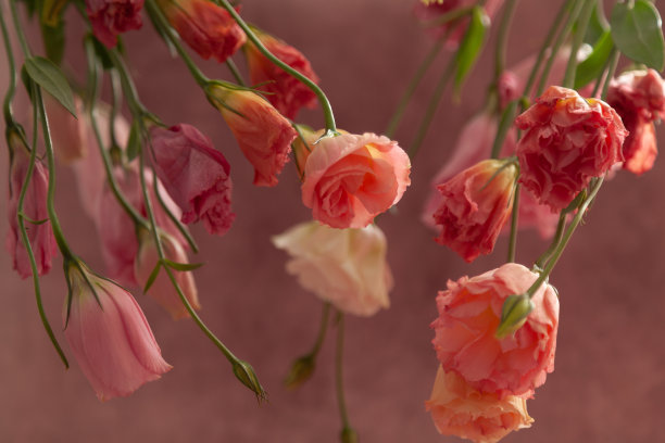 粉红和奶油的杜仲花在褪色的粉红色背景图片下载