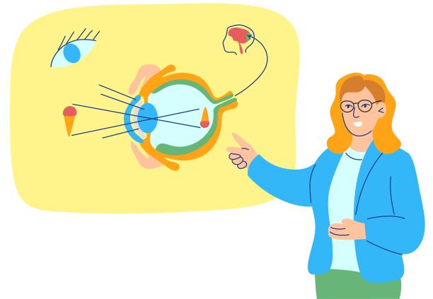 老师解释了眼睛的内部结构。图片下载