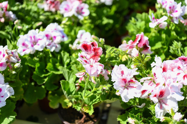 美丽的大丽花特写照片图片下载