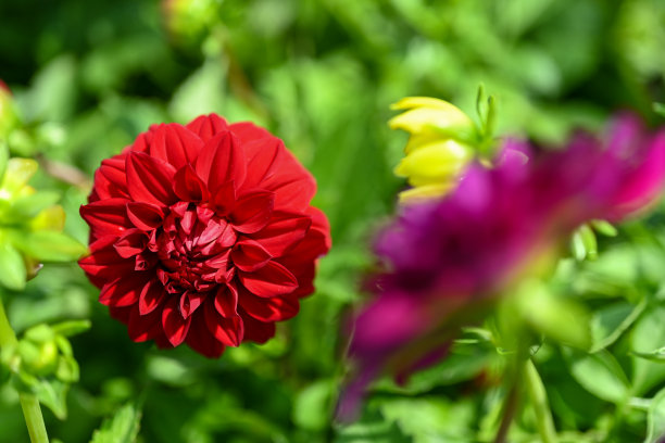 美丽的大丽花特写照片图片下载