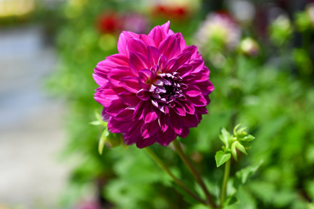 美丽的大丽花特写照片图片下载