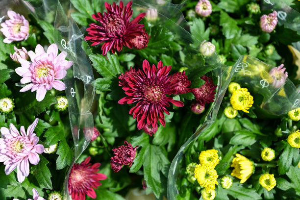 美丽的大丽花特写照片图片下载