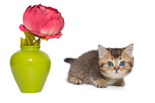 一只苏格兰小猫和一只绿花瓶里的花图片下载