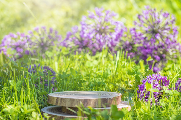 圆形木伐圆柱形树在绿色草地的背景与丁香花简约和几何裙房。高质量的照片图片下载