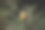 青松枝上的嫩枝近照图片下载