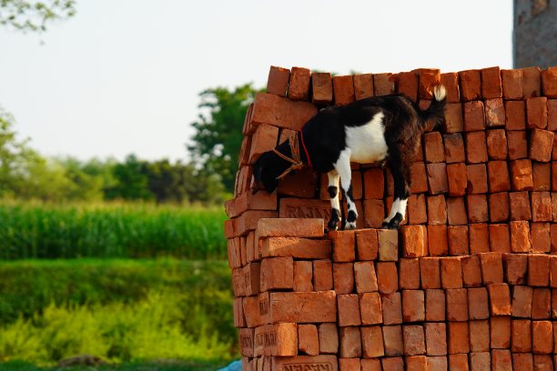 小山羊在村子里游荡。图片下载