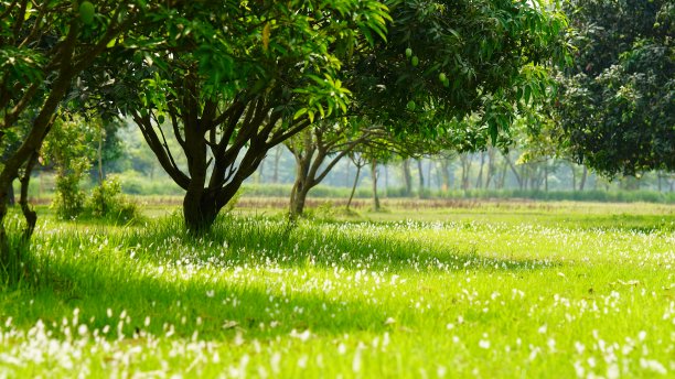 村庄里的绿色农场图片下载