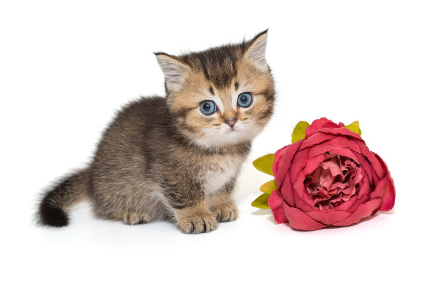 一只苏格兰小猫和一朵红花图片下载