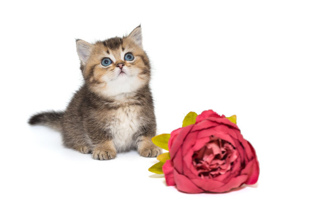 一只苏格兰小猫和一朵红色的花图片下载