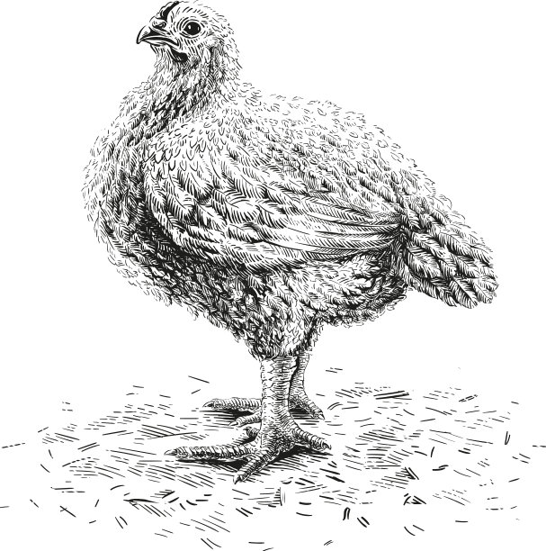 鸡手绘素描版画图片下载