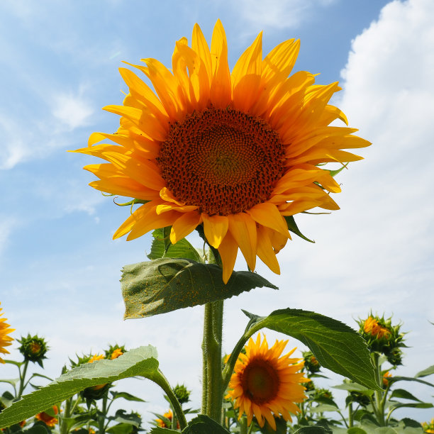 向日葵是菊科植物中的一个属。一年生向日葵和块茎向日葵。农业领域。开着黄色花瓣的花蕾。毛茸茸的树叶。塞尔维亚农业图片下载
