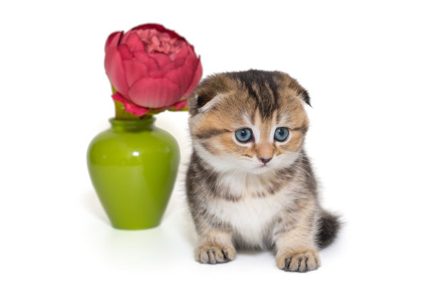 一只小苏格兰折迭猫和一只插在绿色花瓶里的花图片下载