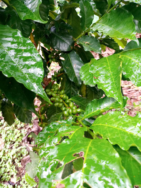 绿樱桃是一种咖啡灌木的果实，在收获的时候在农场上采集，在咖啡种植区经过一个过程来销售，湿效益图片下载