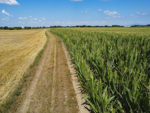 玉米地里的乡间小路图片下载