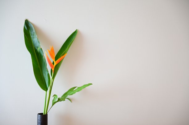 天堂鸟花在白色房间的黑色花瓶上图片下载