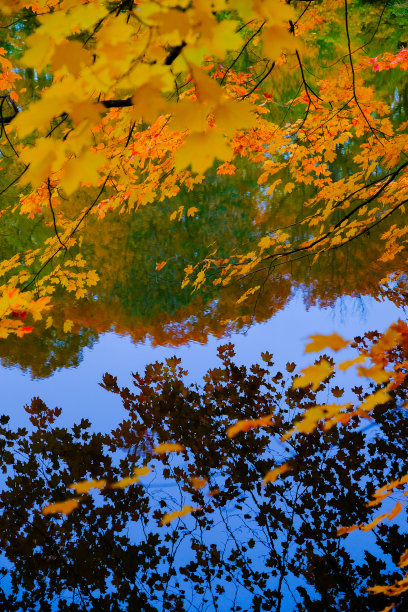 金秋公园，秋天森林湖水景，秋天森林湖，美国图片下载