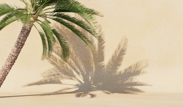 背景是墙上一棵棕榈树的影子。封面,明信片。3 d渲染。图片下载