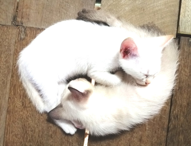 睡觉的小猫图片下载