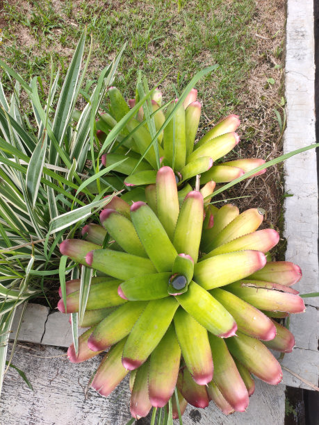 花园里带红色尖端的带刺植物图片下载