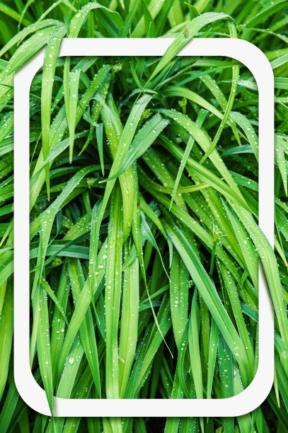 抽象的自然背景与绿色的植物叶子，湿滴和白色的框架图片下载