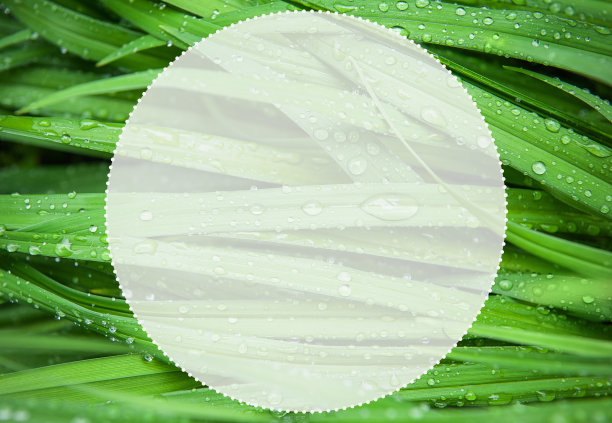 抽象的自然背景与绿色的植物叶子，湿滴和白色圆形框架图片下载