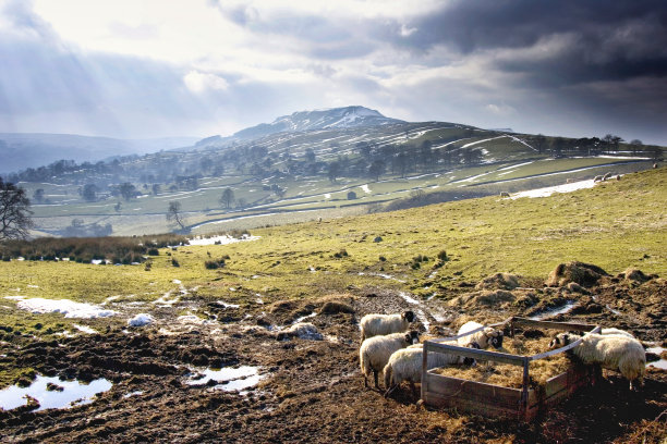 羊群在雪地里吃草。约克郡山谷国家公园，英国。- - -库存图片图片下载