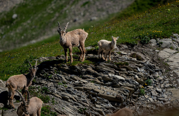 摩羯座和小羊羔图片下载
