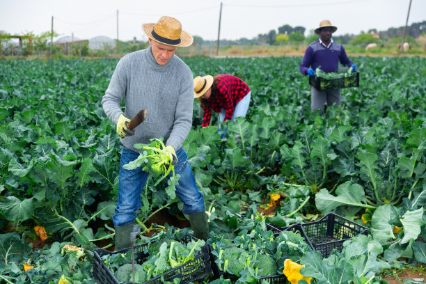 农民拿着刀在板条箱里采摘新鲜的有机西兰花图片下载