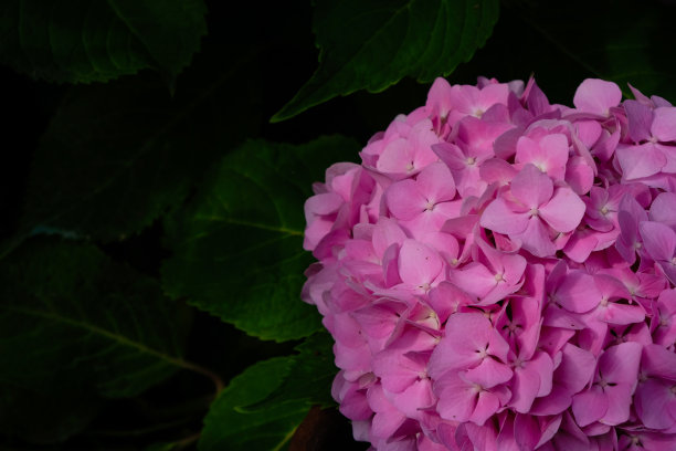 粉红色的绣球花在深绿色的春叶上。副本的空间。图片下载