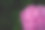 粉红色的绣球花在深绿色的春叶上。副本的空间。图片下载