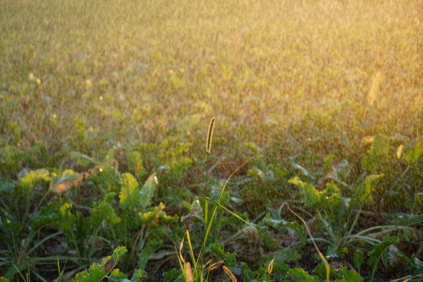长期干旱后的灌溉图片下载