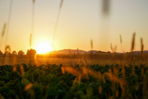 长期干旱后的灌溉图片下载