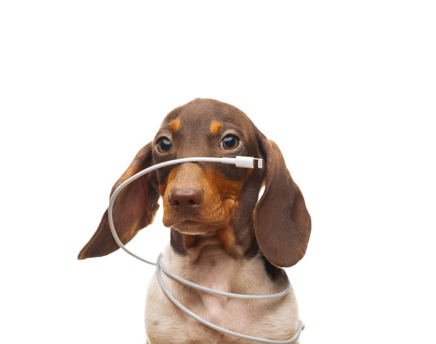 狗白色背景的图像图片下载