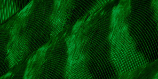 可见细节的绿色鹰羽。背景或纹理图片下载