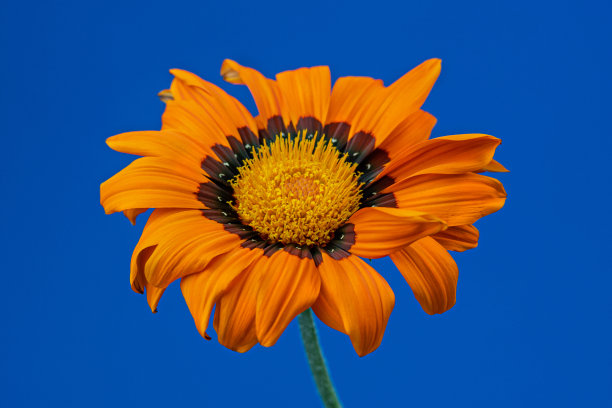 橙花Gazania盛开在蓝色的背景。明亮的非洲雏菊开放它的花朵图片下载