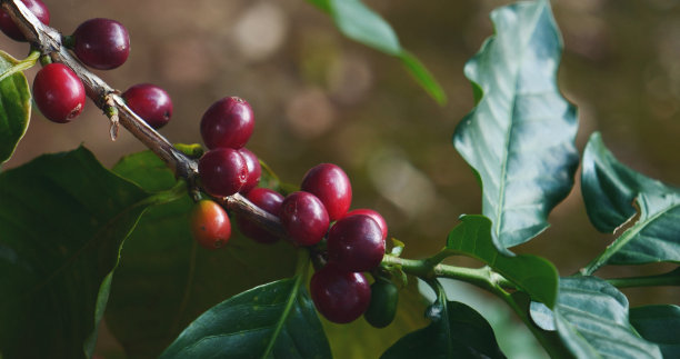成熟红咖啡豆浆果植物新鲜种子咖啡树生长在绿色生态有机农场。接近红色成熟种子罗布斯塔阿拉比卡咖啡豆收获咖啡花园。新鲜的咖啡豆绿叶灌木图片下载