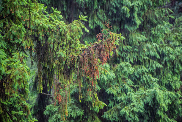 巨大的山冷杉树在强烈的雷雨图片下载