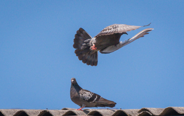 飞行中的城市鸽子图片下载