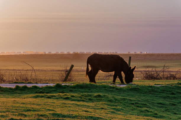 驴在炽热的落日余晖下吃草的风景图片下载