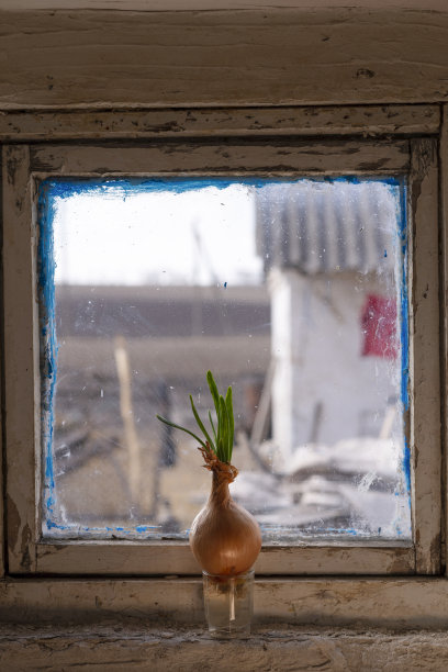旧窗台上的洋葱。窗台上花盆里的植物幼苗。图片下载