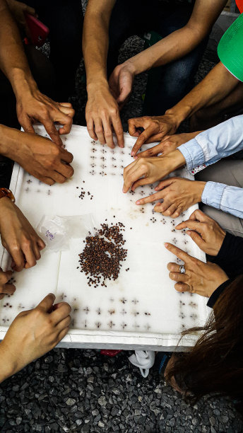 许多农民正在一起工作，把种子放在泡沫托盘里的海绵上，学习如何种植蔬菜图片下载