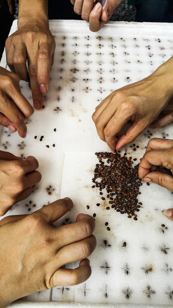 一群人把种子放在泡沫托盘里的海绵上，学习如何种植蔬菜图片下载