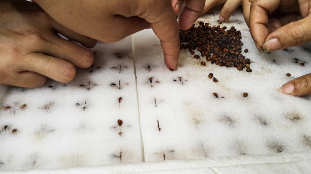 农民对水培的了解图片下载