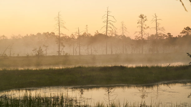 沼泽上的日出和黎明。湖中树木的倒影。日落，温暖的光和雾。病毒传染沼泽爱沙尼亚图片下载